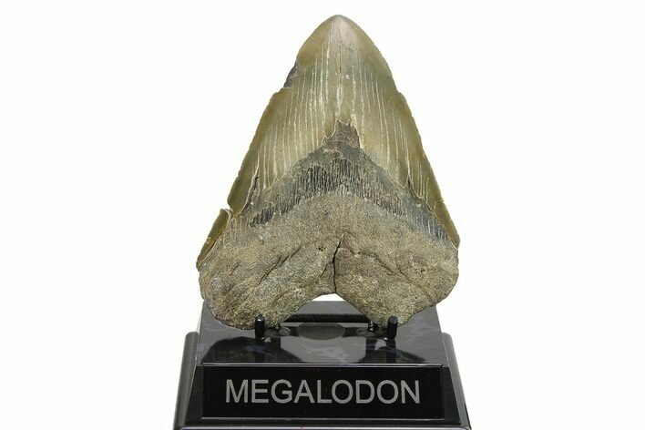 Serrated, Fossil Megalodon Tooth - North Carolina #275521